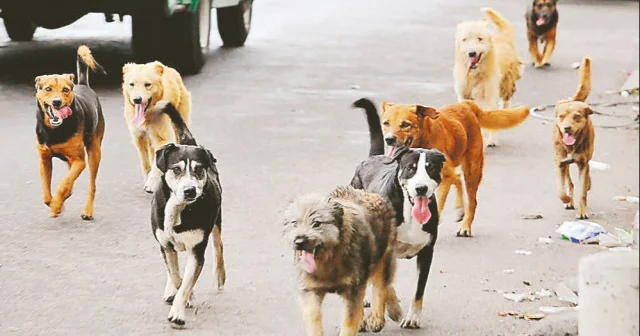 Başıboş köpekleri acilen toplayın Gündem Haberleri