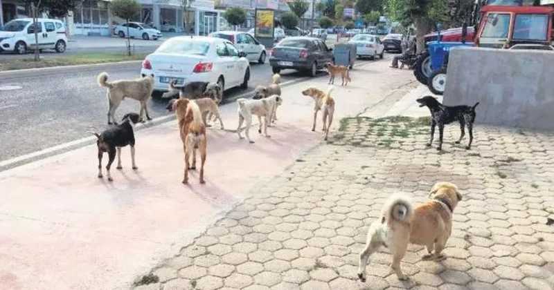 Valilik kararıyla sokak köpekleri toplatılacak