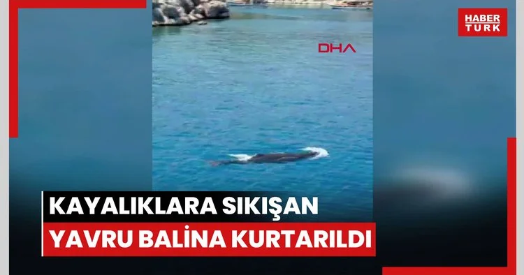 Kayalıklara sıkışan yavru balina kurtarıldı