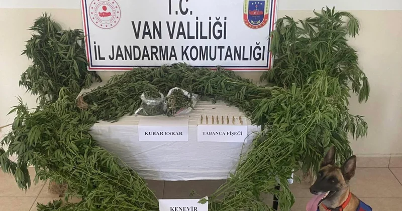 Van da evin çatısı ile bahçesinde yetiştirilen 127 kök kenevir ele geçirildi