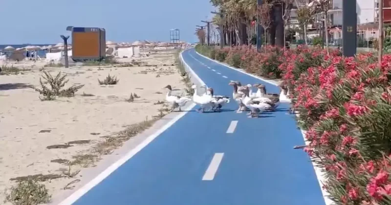 Kümeslerinden şartlı tahliye edilen kazlar yine sahile indi