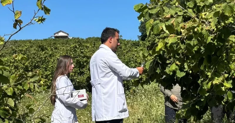 1 milyon samuray doğaya salındı! Hepsi kokarca savaşçısı