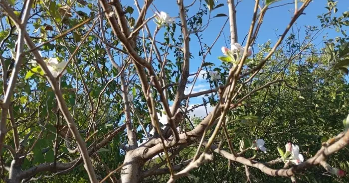 Elazığ’da elma ağacı çiçek açtı