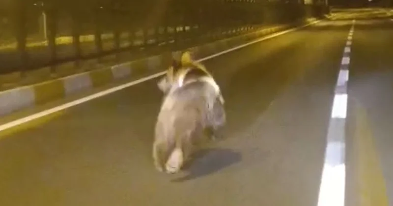 Bozayı kara yoluna indi