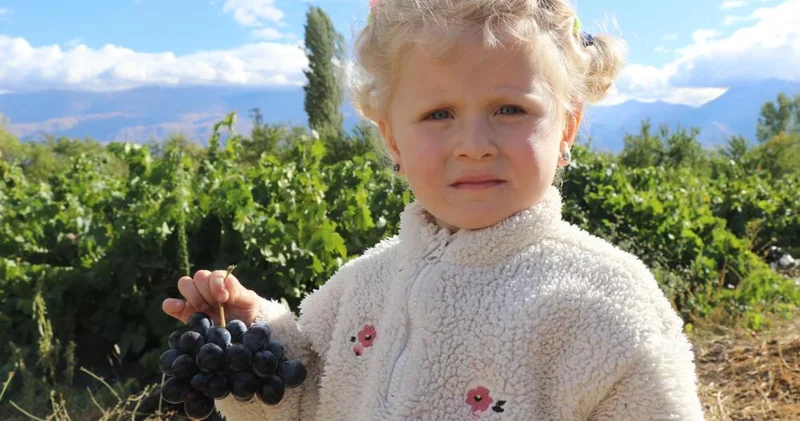 Az şekerli, bol lezzetli: Cimin üzümünde hasat zamanı