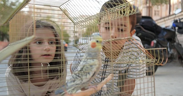 Kardeşlerin pencereden kaçan papağanları Zeytin bulundu Siirt Haberleri