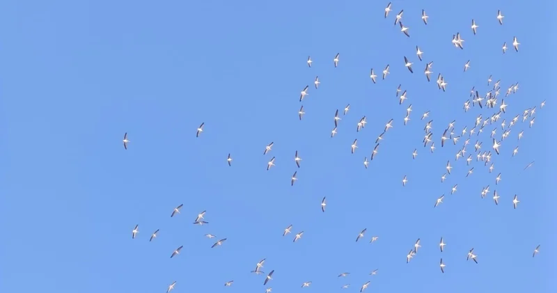 Kuşlardan dans şeklinde gösteri: Ahenkleri göz kamaştırdı