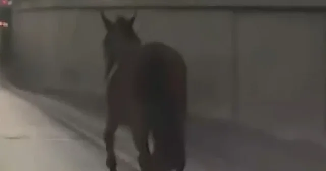 Başıboş at trafikte tehlike saçtı VİDEO İZLE
