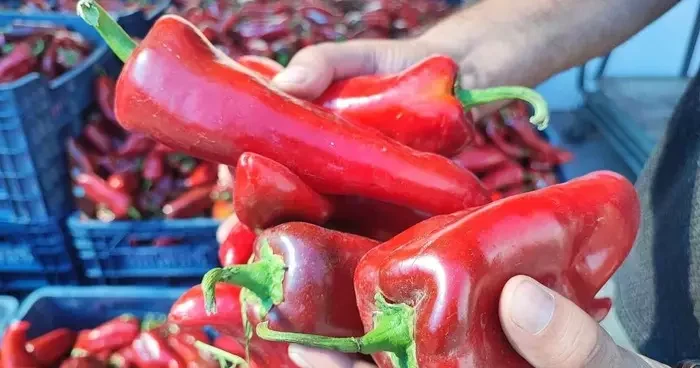 Pazarlarda salçalık biber hareketliliği