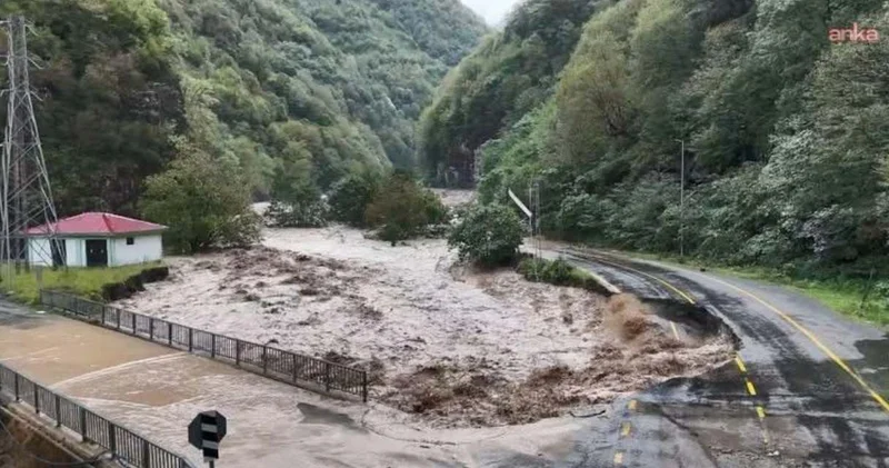 Selden kaçan yavru ayılar tünele sığındı