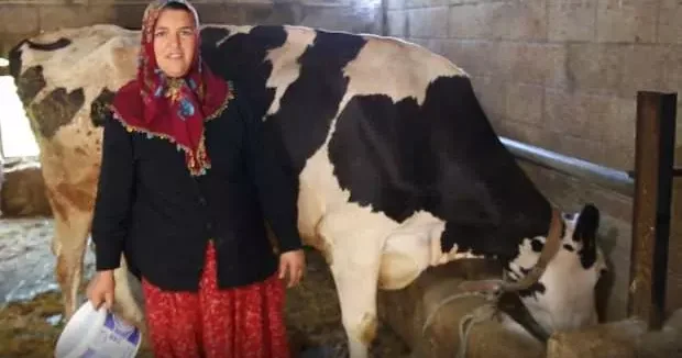 Gaziantep haberleri 2 inekle başladı, 17 ineğe çıkardı! Artık sıfır kilometre aracı var 22 Eylül 2025