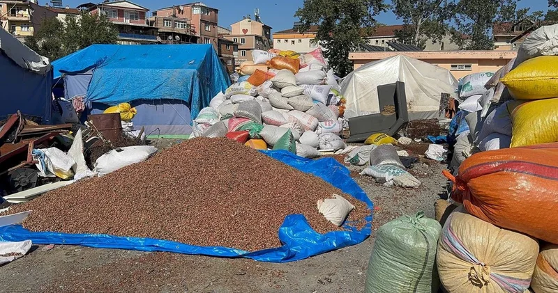 Fındık sezonu onları da hareketlendirdi: Yeni bir kazanç kapısı için çalışıyorlar