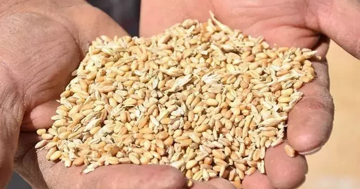 TÜİK: Bitkisel üretimde azalış tahmin edildi