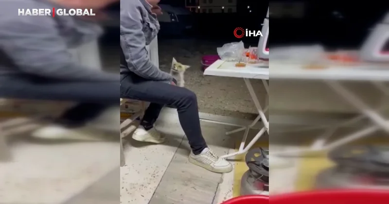 Aç tilki köye indi, kedi gibi insanların elinden yiyecek yedi