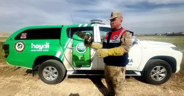 Şanlıurfa da yaralı bulunan kızıl şahin tedavi altına alındı