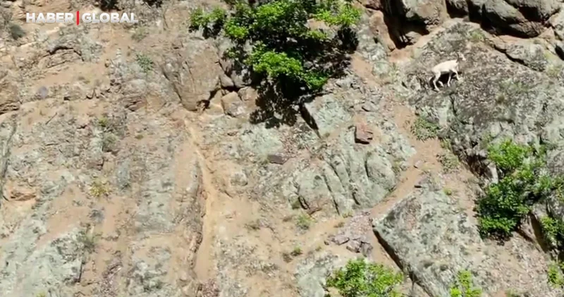 Nadir rastlanılan beyaz dağ keçisi Artvin de ortaya çıktı