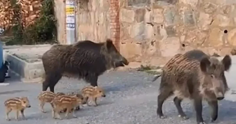 Ayı ve yaban domuzu halk sağlığını tehdit ediyor