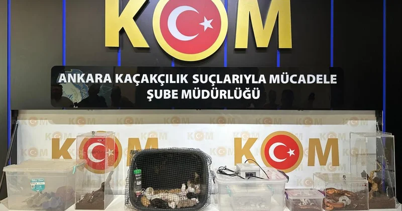 Ankara merkezli operasyonlarda 96 egzotik hayvan ele geçirildi