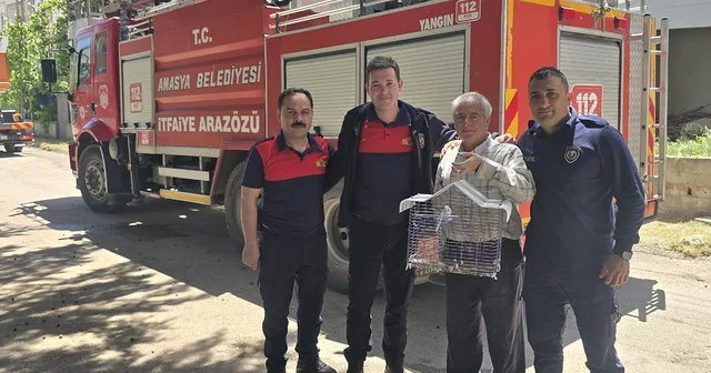 Kaçan muhabbet kuşunu yakalamak istedi, ağaçta mahsur kaldı Amasya Haberleri