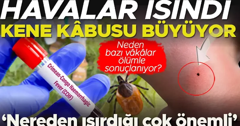 Keneler can almaya devam ediyor Özellikle boyun bölgesinden ısırırsa çok daha riskli! Uzmanlar Karadeniz ve iç Anadolu’ya dikkat çekiyor