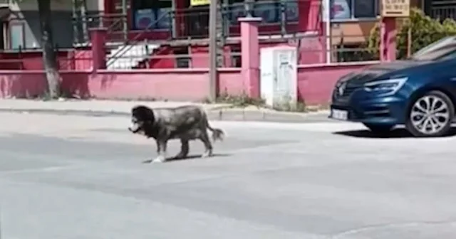 Aslan traşlı köpek görenleri şaşırttı VİDEO İZLE