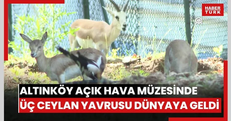 Altınköy Açık Hava Müzesinde üç ceylan yavrusu dünyaya geldi