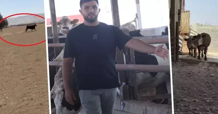 İnsanları düşman gibi görüp saldırıyor Yurt dışından getirdi, araçtan indirirken elinden kaçırdı