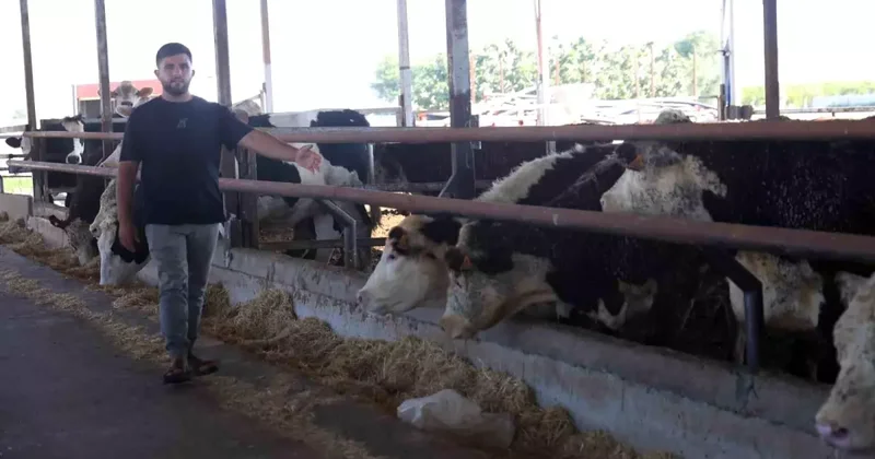 Besici İbrahim in Kaçan Angusları