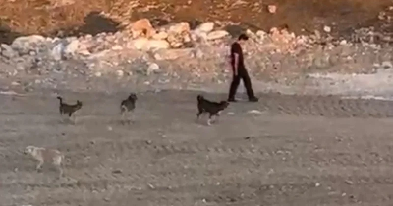 Köpekler saldırmaya çalıştı, o yoluna devam etti