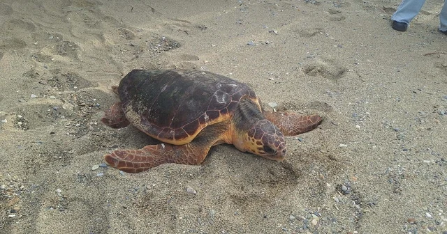 Caretta caretta Güzel İzmir in sinyali, Gazze açıklarında kesildi Muğla Haberleri