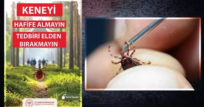 KKKA geri döndü... Kene ısırığı hasta edebilir! Bulaşma riskine karşı önlem alın! Uzmanlar uyarıyor...