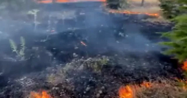 Elazığ’da ağaçlık alanda örtü yangını çıktı VİDEO İZLE