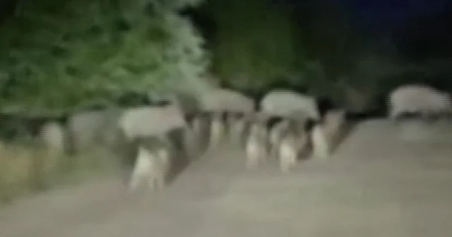 Elazığ’da domuz sürüsü yola indi VİDEO İZLE