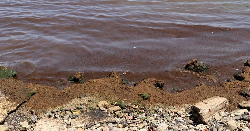 Tekirdağ da sahil kırmızı yosunla kaplandı