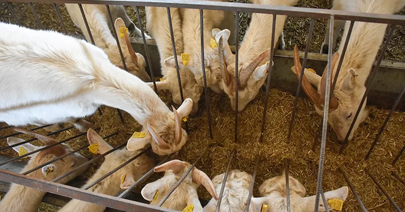 Ahıra girdiğinde 1 vücutta 2 kafa gördü! Oysa sadece keçisini kontrol edecekti Sözcü Gazetesi