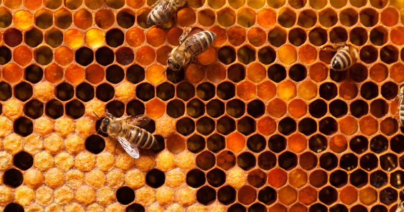 Altıgen mucizesinin ardındaki sır: Arılar geometrinin ustası mı?