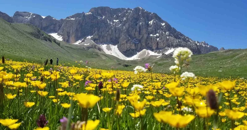 Merg Yaylası, yerli ve yabancı doğaseverlere ev sahipli yapıyor