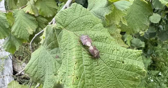 Kahverengi kokarcayla mücadele edecekler! Artvin de samuray arıları doğaya salındı