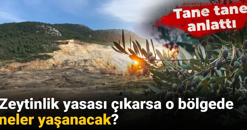 Tane tane anlattı: Zeytinlik yasası çıkarsa o bölgede neler yaşanacak?