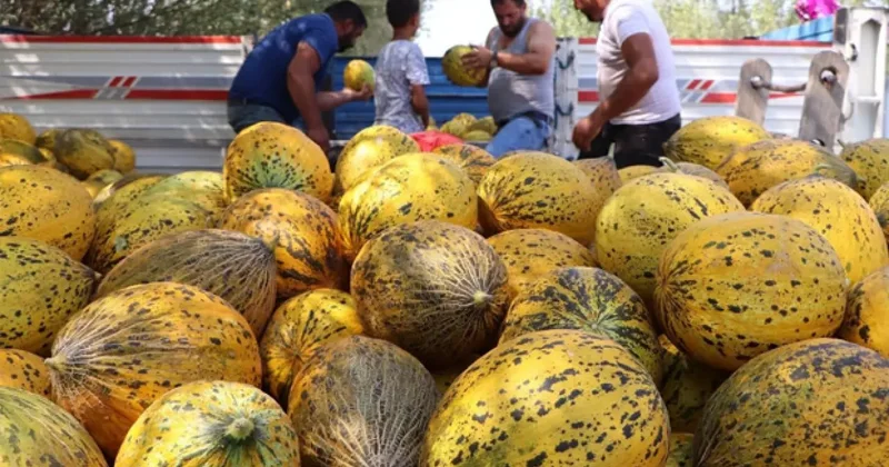 Bal gibi kavun seçmenin sırrı: İşte o işaretler!
