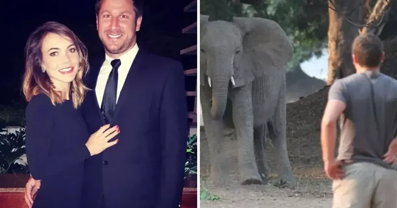 Milyoner safari patronu, 6 tonluk filin saldırısına uğrayarak feci şekilde can verdi