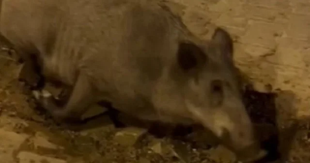 İzmir de belediyenin gideremediği arıza domuzların oyun parkı oldu VİDEO İZLE