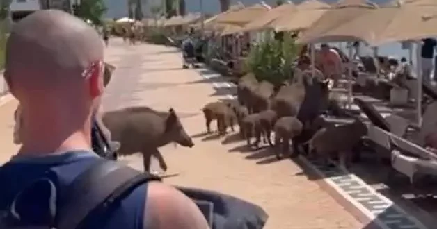 Sıcaklardan bunalan domuzlar soluğu sahilde aldı! İşte o ilginç görüntüler