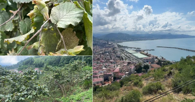 Doğu Karadeniz’in fındık gelirinde lider Giresun Giresun Haberleri
