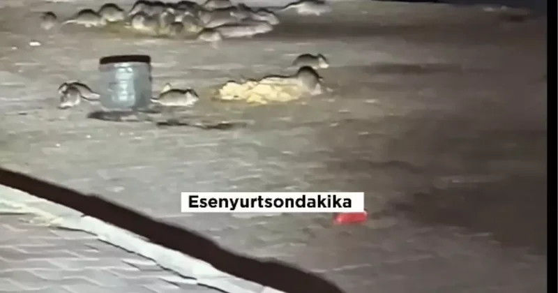 Esenyurt ta onlarca fare sokak ortasında cirit atıyor