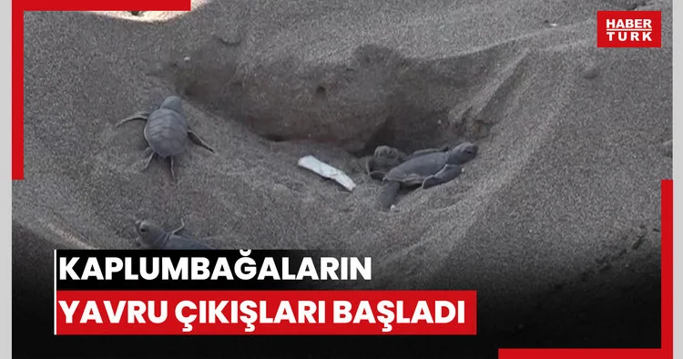 Kaplumbağaların yumurta bıraktığı kumsalda yavru çıkışları başladı