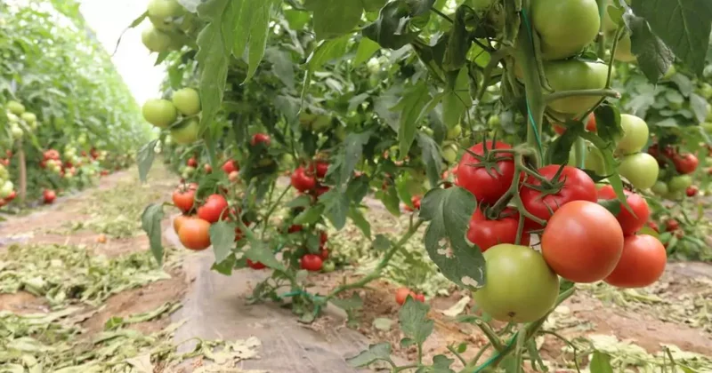 Türkiye nin en lezzetli domatesleri Eskişehir de yetişiyor