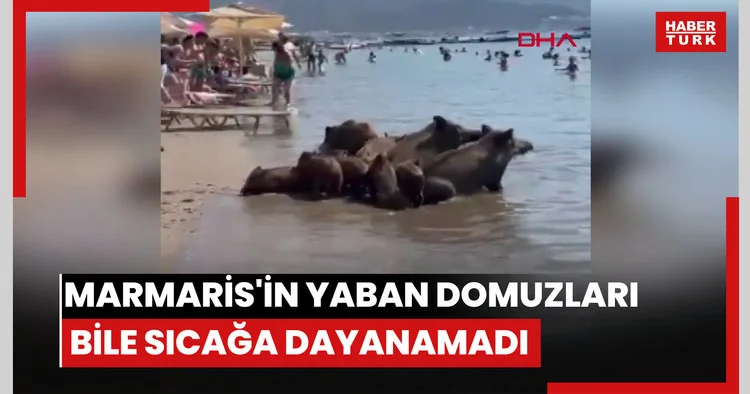 Marmaris in yaban domuzları bile sıcağa dayanamadı