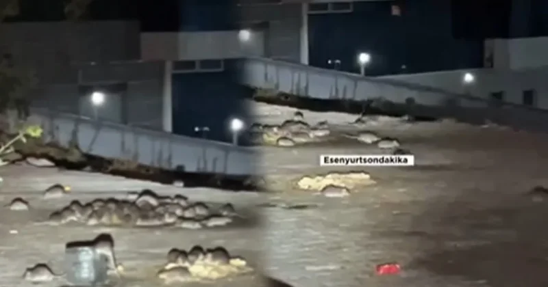 Burası Paris değil Esenyurt! İlçeyi fareler bastı... Sözcü Gazetesi