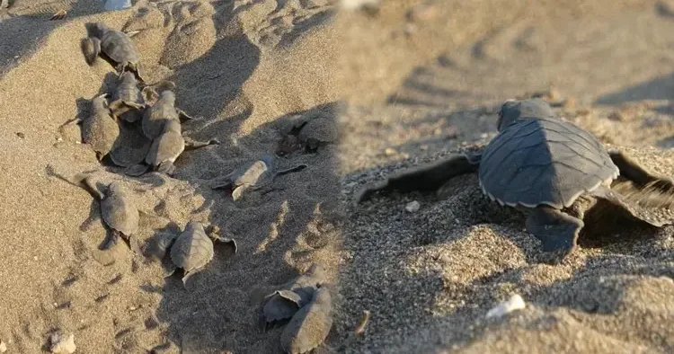 Mersin de bu yılın ilk buluşması gerçekleşti! Kokusunu kesinlikle bırakıp gitmeli